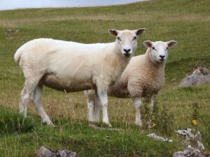 sheep in Cumbria